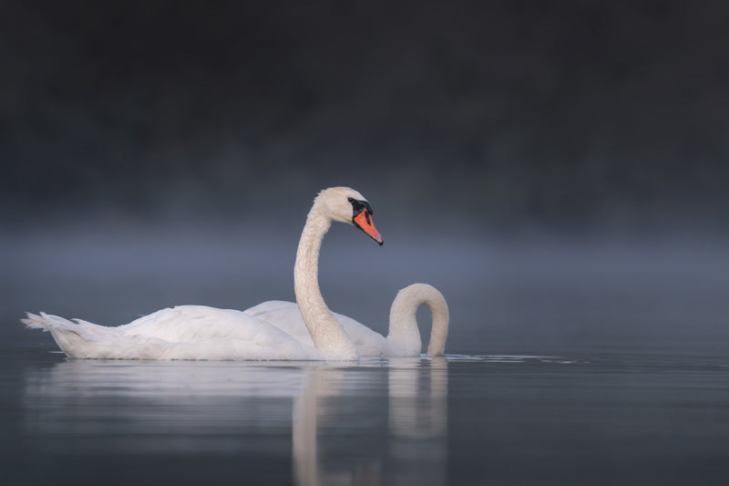 Ein Höckerschwan gleitet im Morgennebel über einen stillen See, sanftes Licht betont sein weißes Gefieder.