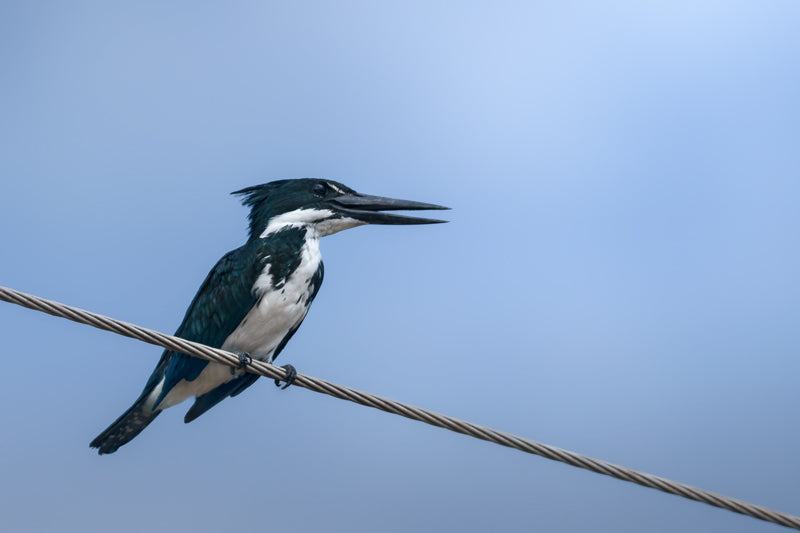 Amazonasfischer sitzt auf einer Stromleitung vor blauem Himmel, schwarz-weißes Gefieder.