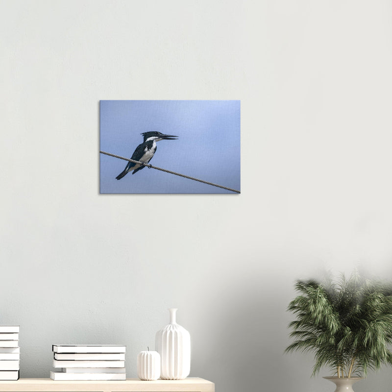 Mockup: Amazonasfischer sitzt auf einer Stromleitung vor blauem Himmel, schwarz-weißes Gefieder.