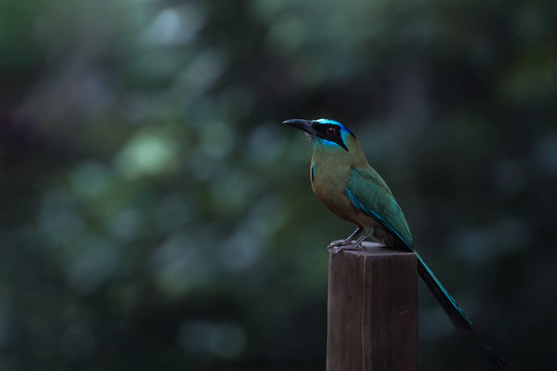 Amazonasmotmot auf Holzpfosten vor dunklem Waldhintergrund; grün-türkisfarbenes Gefieder in ruhiger, natürlicher Lichtstimmung.