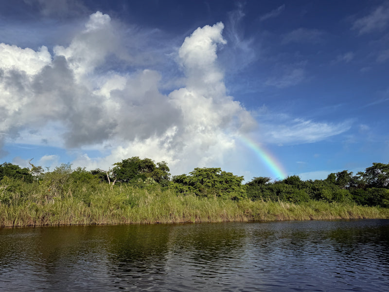 Regenbogen über einem Fluss in Belize, bewölkter Himmel, grüne Ufervegetation.
