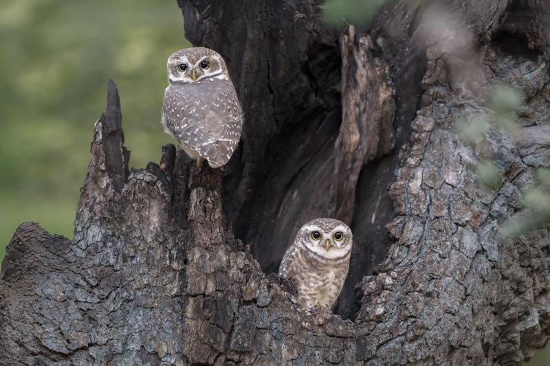 Zwei Brahmakäuze sitzen in einer natürlichen Baumhöhle, umgeben von dunkler, strukturierter Rinde bei weichem Tageslicht.