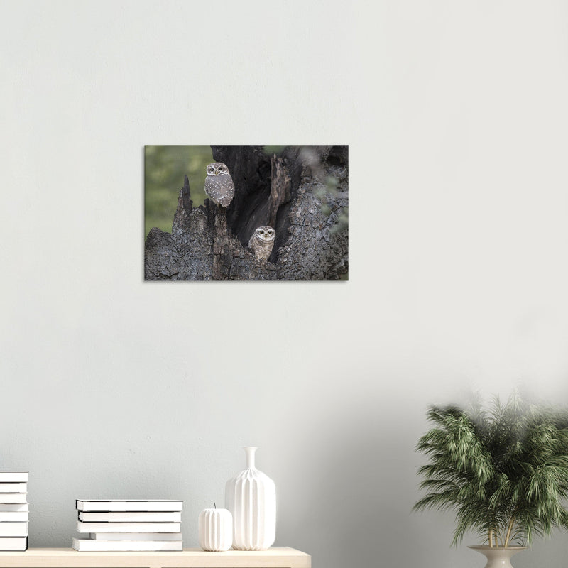 Mockup: Zwei Brahmakäuze sitzen in einer natürlichen Baumhöhle, umgeben von dunkler, strukturierter Rinde bei weichem Tageslicht.