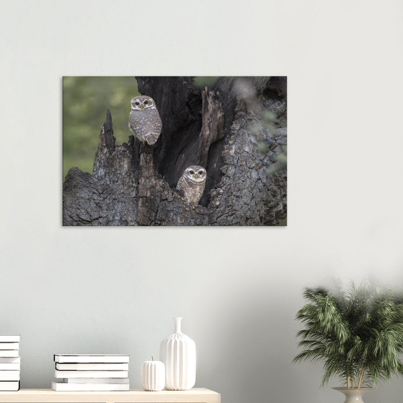 Mockup: Zwei Brahmakäuze sitzen in einer natürlichen Baumhöhle, umgeben von dunkler, strukturierter Rinde bei weichem Tageslicht.