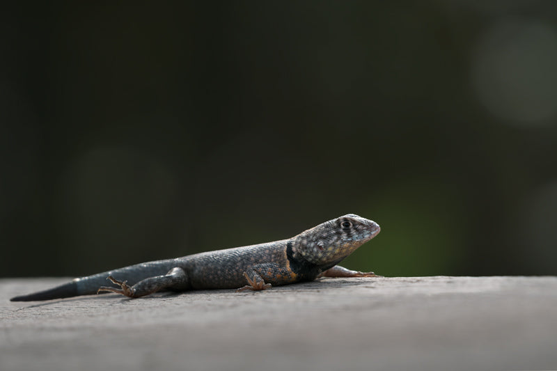 Halsbandeidechse ausgestreckt auf heller Steinfläche, feine Schuppenstrukturen und weiches Naturlicht.