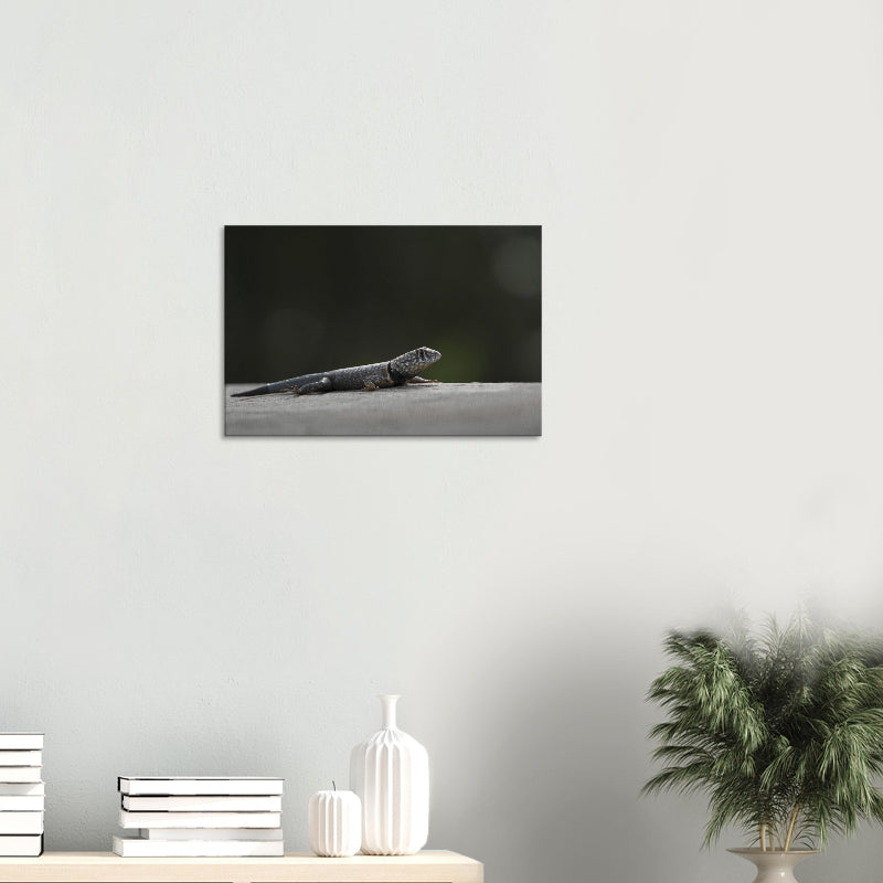 Mockup: Halsbandeidechse ausgestreckt auf heller Steinfläche, feine Schuppenstrukturen und weiches Naturlicht.