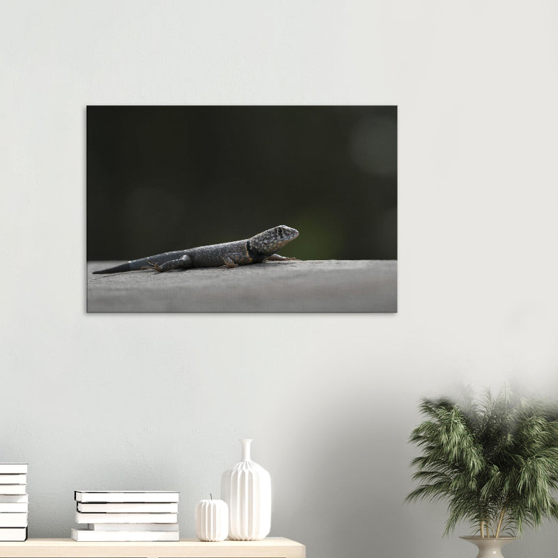 Mockup: Halsbandeidechse ausgestreckt auf heller Steinfläche, feine Schuppenstrukturen und weiches Naturlicht.