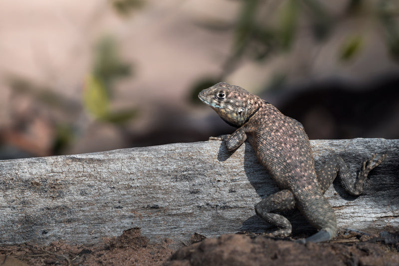 Brasilianische Halsbandeidechse auf einem Baumstamm in der Sonne, mit sandfarbenem, geflecktem Schuppenkleid vor weichem Hintergrund.