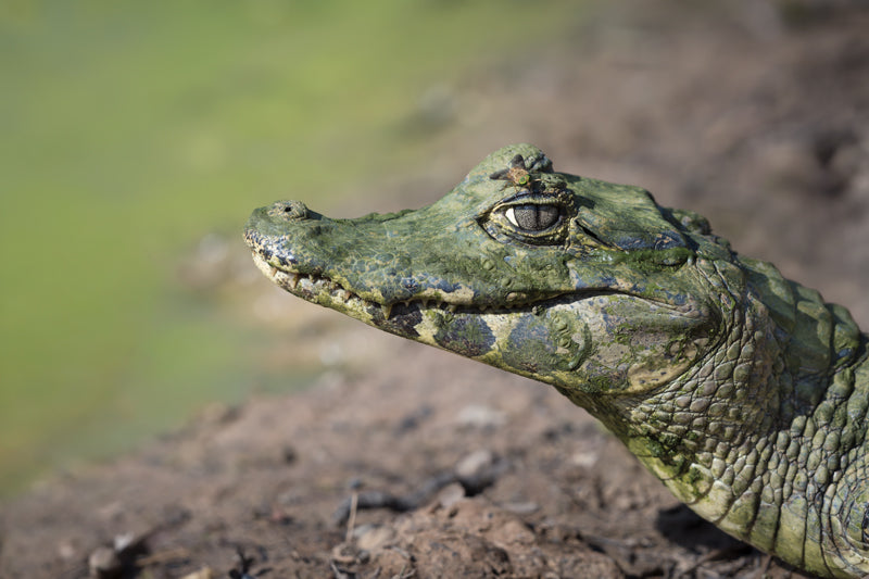 Brillenkaiman liegt am schlammigen Gewässerufer, Kopf seitlich im warmen Licht.