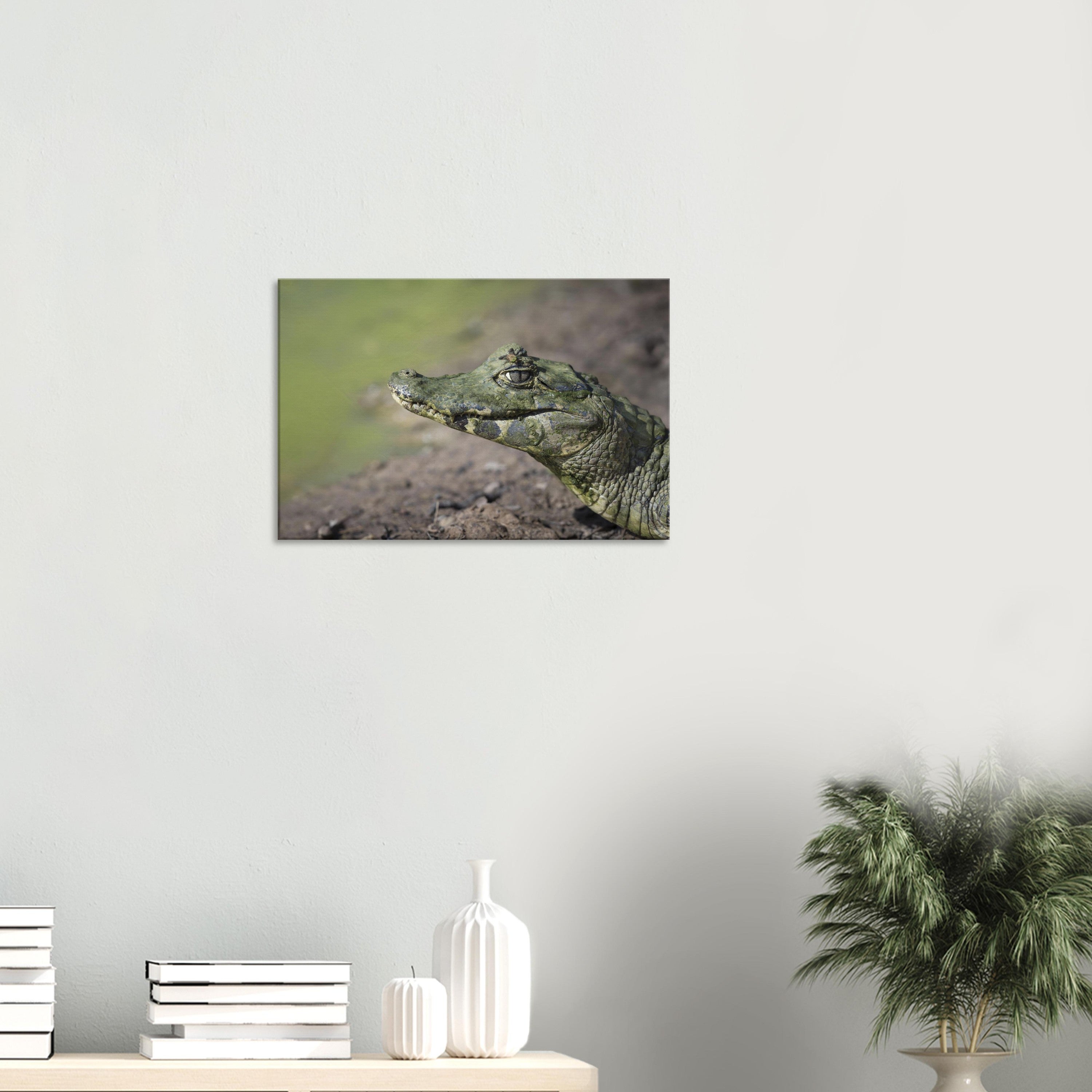 Mockup: Brillenkaiman liegt am schlammigen Gewässerufer, Kopf seitlich im warmen Licht.