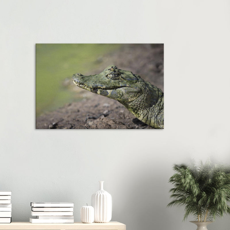 Mockup: Brillenkaiman liegt am schlammigen Gewässerufer, Kopf seitlich im warmen Licht.