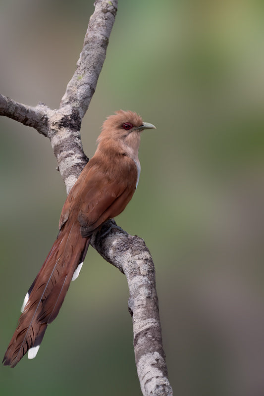 Eichhornkuckuck auf einem Ast vor weichem Grün, mit rostrotem Gefieder, langem Schwanz und ruhigem Blick.