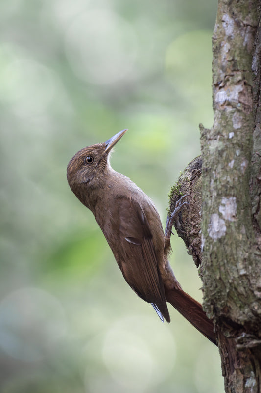 Ein Einfarb-Baumsteiger sitzt an einem Baumstamm, sein braunes Gefieder fügt sich harmonisch in die Rinde des Waldes von Foz do Iguaçu ein.