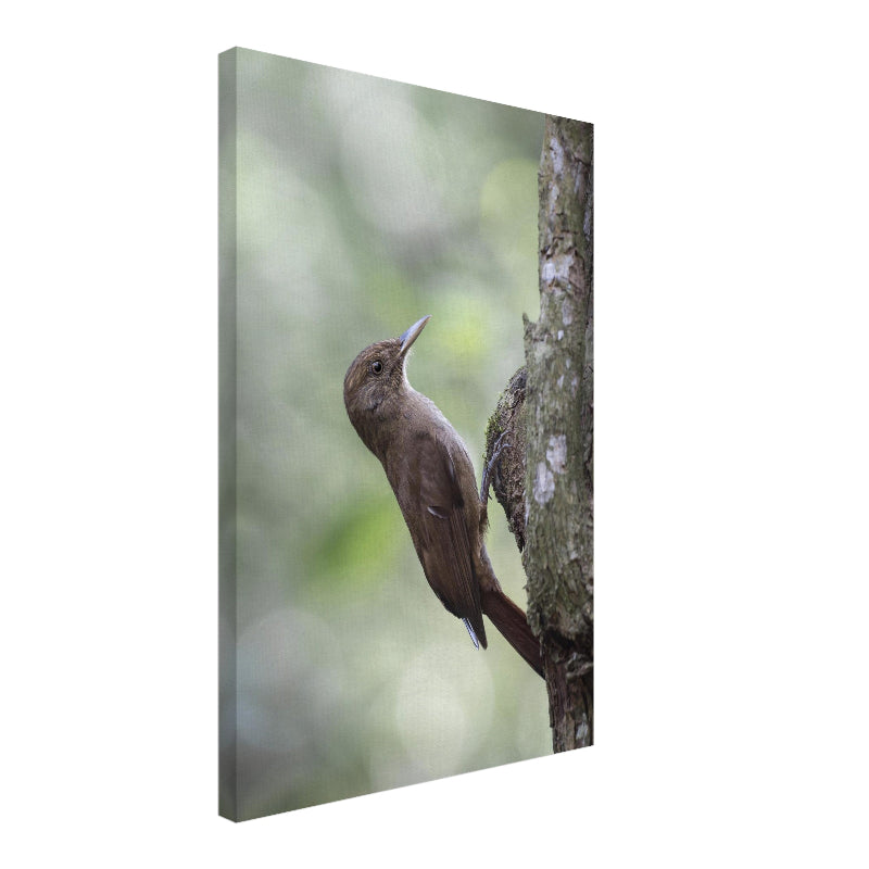 Leinwand Mockup: Ein Einfarb-Baumsteiger sitzt an einem Baumstamm, sein braunes Gefieder fügt sich harmonisch in die Rinde des Waldes von Foz do Iguaçu ein.