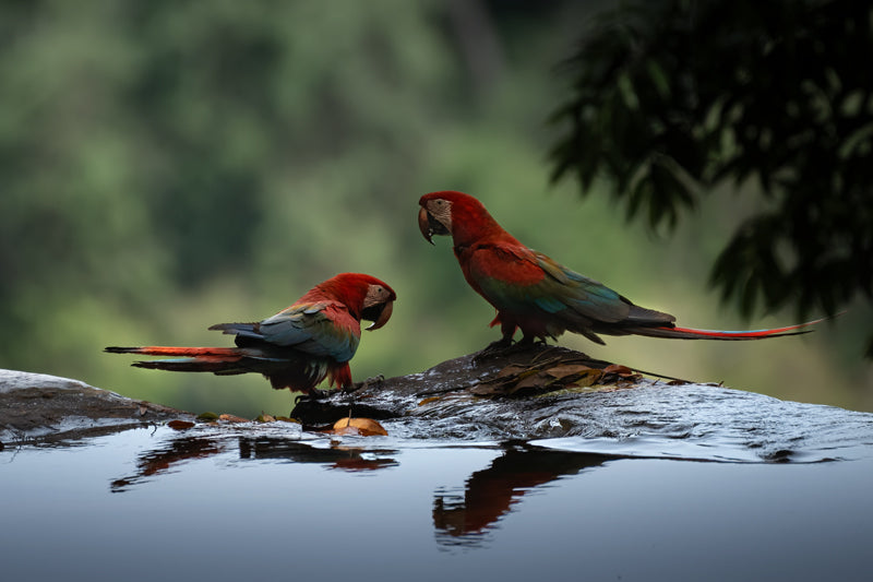 Zwei Grünflügelaras am Wasserbeckenrand, rote und blaue Gefiederfarben spiegeln sich im dunklen Wasser.