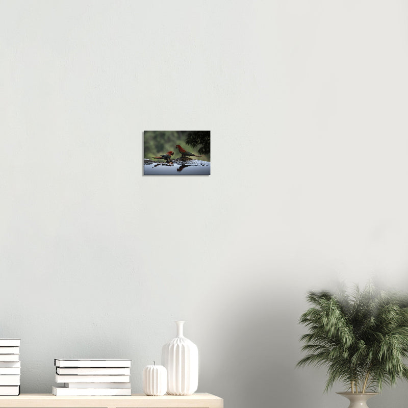 Mockup: Zwei Grünflügelaras am Wasserbeckenrand, rote und blaue Gefiederfarben spiegeln sich im dunklen Wasser.