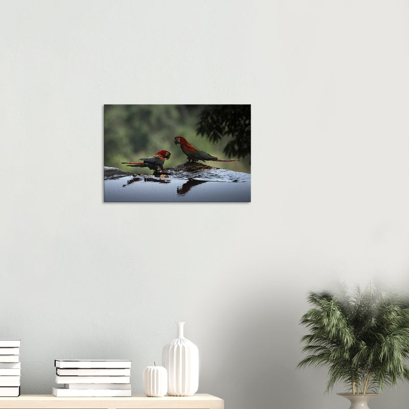 Mockup: Zwei Grünflügelaras am Wasserbeckenrand, rote und blaue Gefiederfarben spiegeln sich im dunklen Wasser.