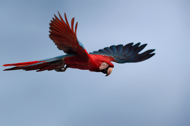 Grünflügelara im Flug vor blauem Himmel, weit ausgebreitete Flügel in Rot-Blau-Tönen.