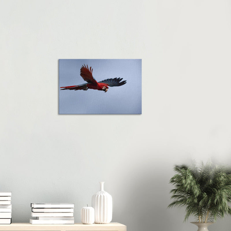 Mockup: Grünflügelara im Flug vor blauem Himmel, weit ausgebreitete Flügel in Rot-Blau-Tönen.