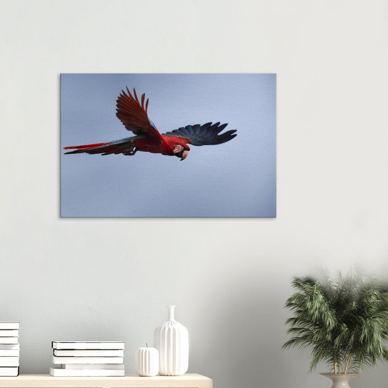 Mockup: Grünflügelara im Flug vor blauem Himmel, weit ausgebreitete Flügel in Rot-Blau-Tönen.