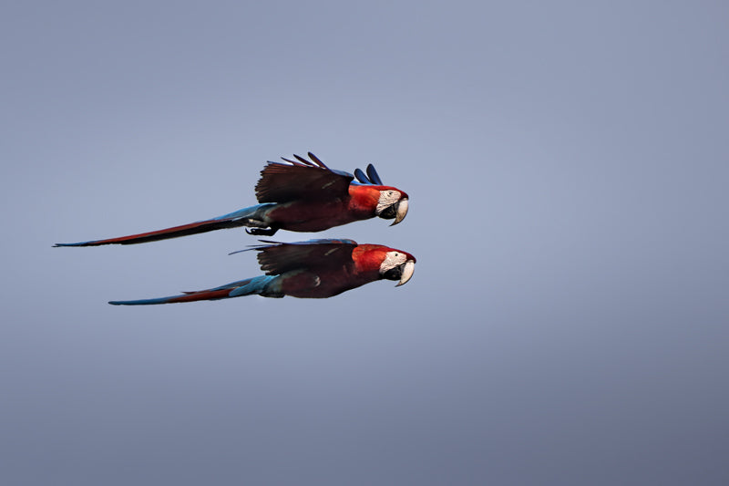 Zwei Grünflügelaras fliegen synchron vor blauem Himmel, mit rotem Körper und blauen Flügeln.