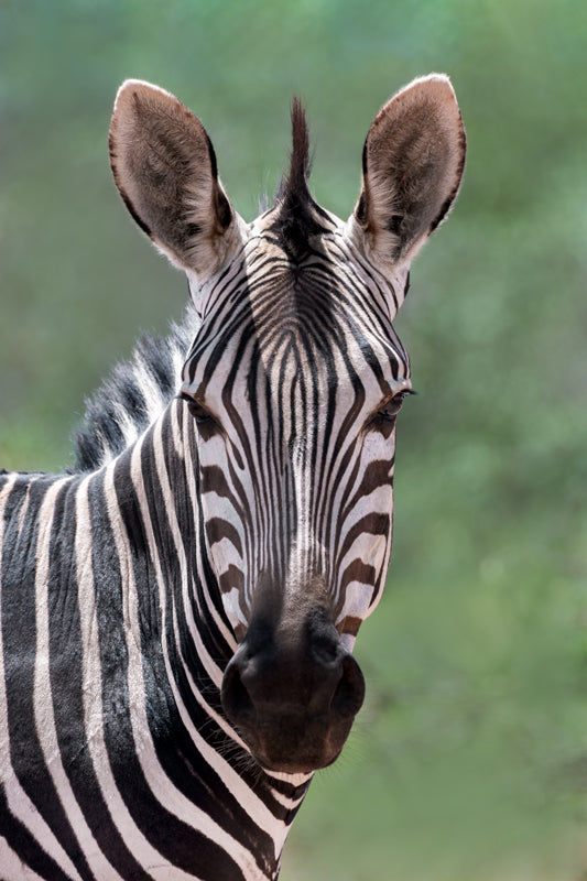 Exklusive Schwarz-Weiß Wildtierfotografie eines Hartmann-Bergzebras von Brugger Photography. Detailreiches Porträt mit Fokus auf das grafische Streifenmuster, erhältlich als Fine-Art Print, Leinwand oder Alu-Dibond.