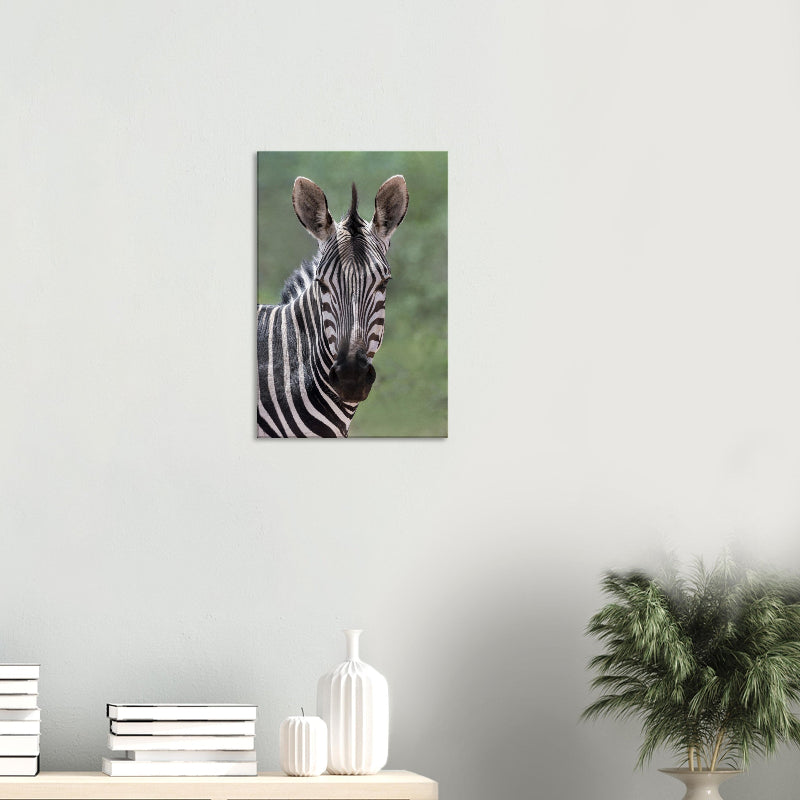 Exklusive Schwarz-Weiß Wildtierfotografie eines Hartmann-Bergzebras von Brugger Photography. Detailreiches Porträt mit Fokus auf das grafische Streifenmuster, erhältlich als Fine-Art Print, Leinwand oder Alu-Dibond.