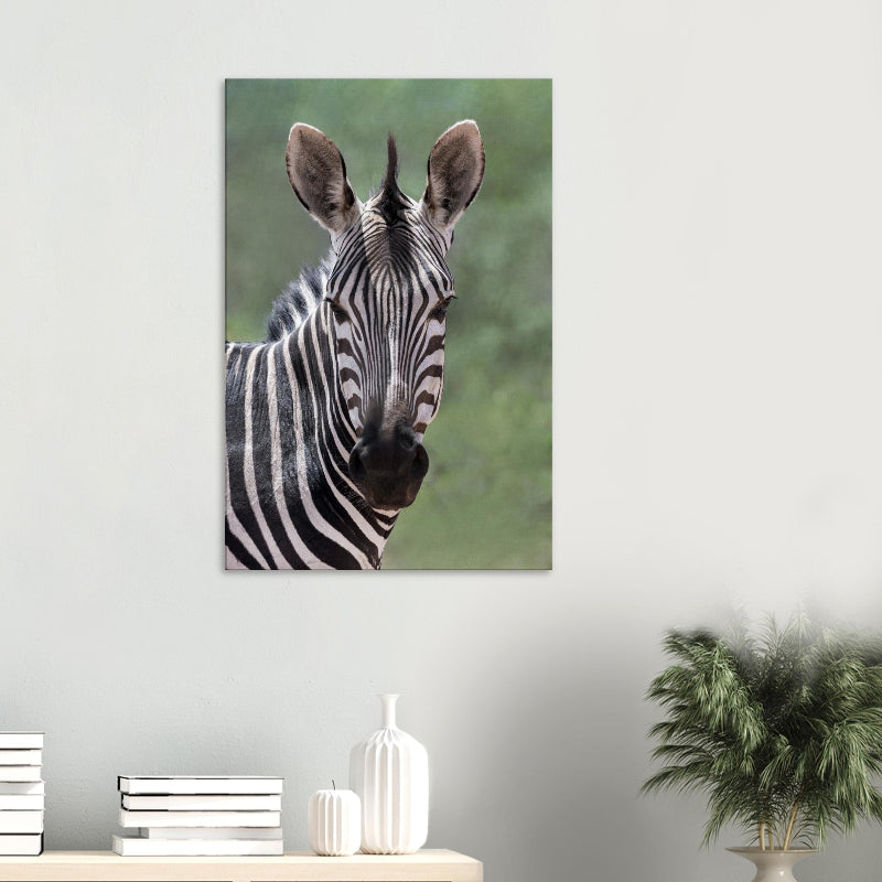 Exklusive Schwarz-Weiß Wildtierfotografie eines Hartmann-Bergzebras von Brugger Photography. Detailreiches Porträt mit Fokus auf das grafische Streifenmuster, erhältlich als Fine-Art Print, Leinwand oder Alu-Dibond.