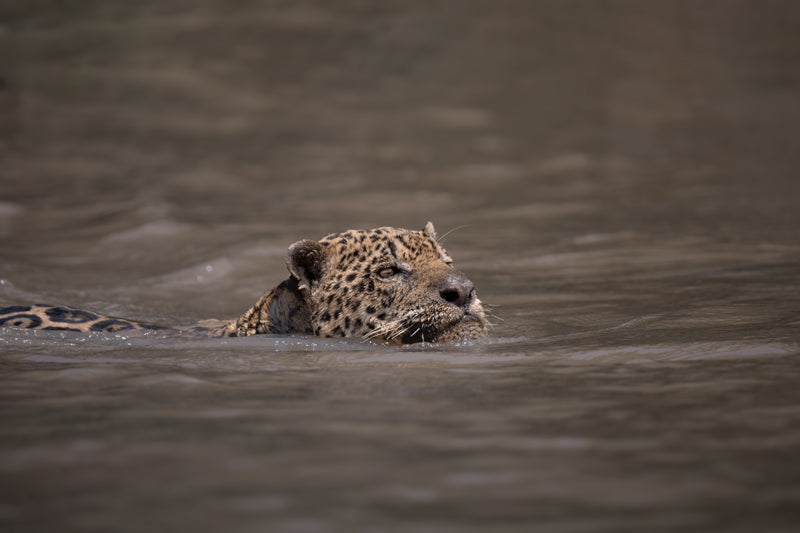 Ein Jaguar schwimmt ruhig durch braunes Flusswasser im Pantanal, sein Kopf und ein Teil des gefleckten Fells ragen über die Wasseroberfläche.
