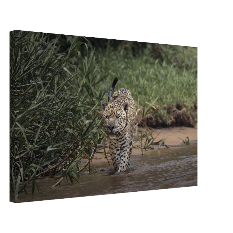 Mockup Leinwand mit Jaguar