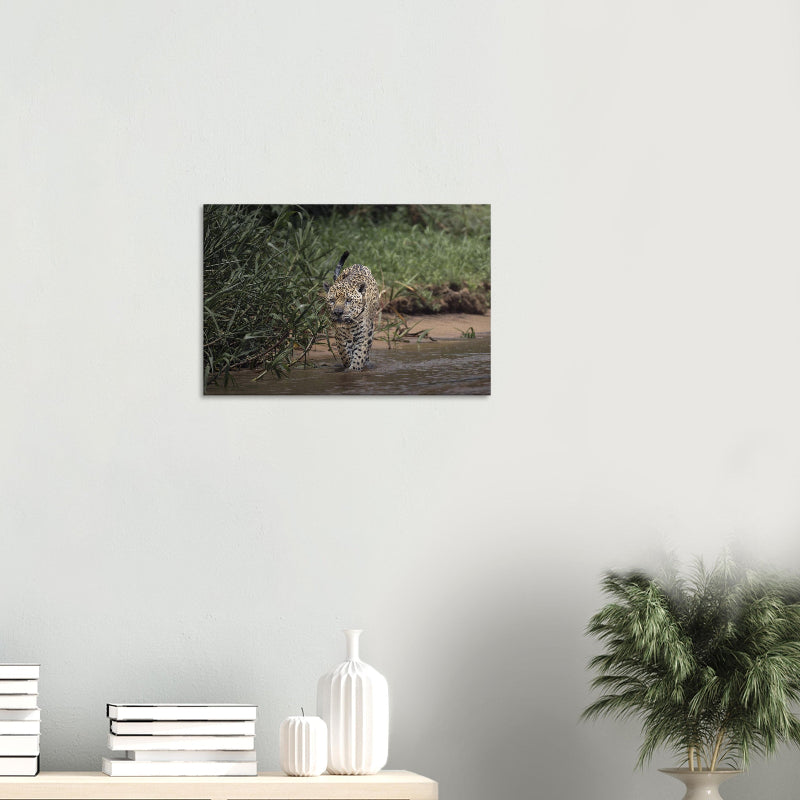 Mockup: Jaguar läuft selbstbewusst durch flaches Wasser am Flussufer, umgeben von dichter grüner Vegetation, natürliches Licht.