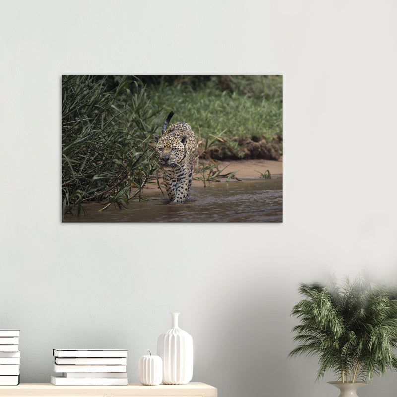 Mockup: Jaguar läuft selbstbewusst durch flaches Wasser am Flussufer, umgeben von dichter grüner Vegetation, natürliches Licht.