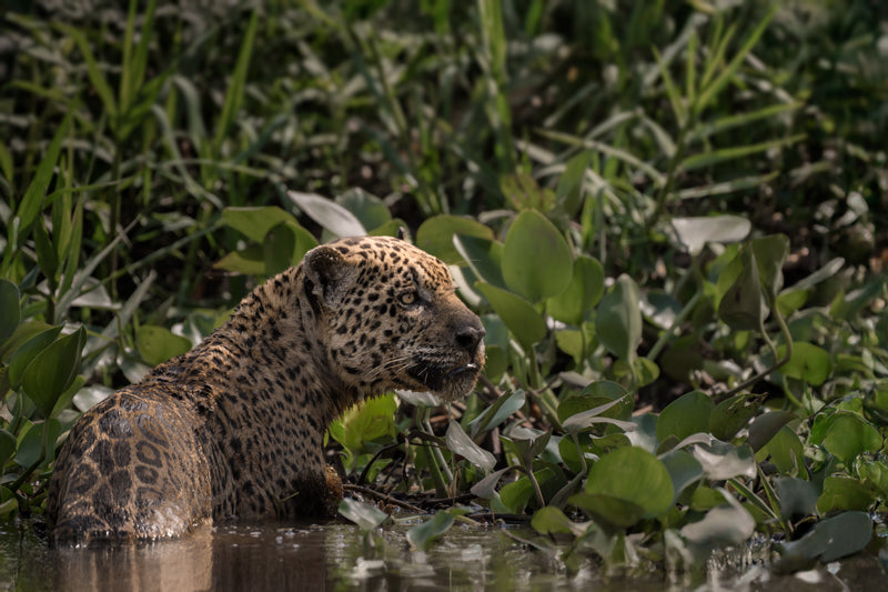 Jaguar steht im flachen Wasser zwischen dichtem Grün, seitliches Profil, gedämpftes Licht.