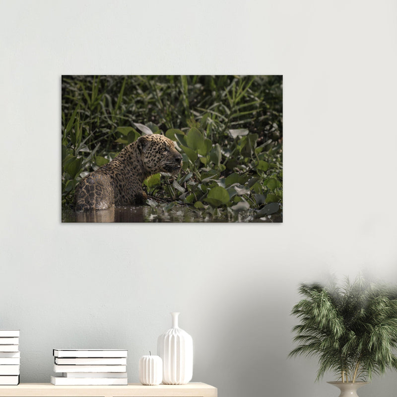 Mockup: Jaguar steht im flachen Wasser zwischen dichtem Grün, seitliches Profil, gedämpftes Licht.