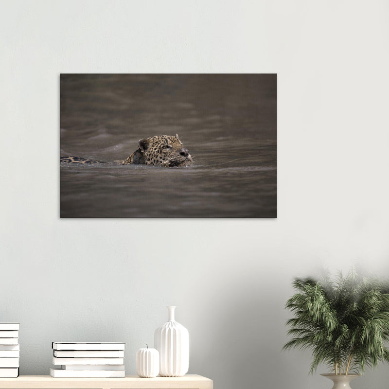 Mockup: Jaguar schwimmt im Fluss, nur Kopf und oberer Rücken sichtbar, ruhige Wasseroberfläche, natürliches Licht.