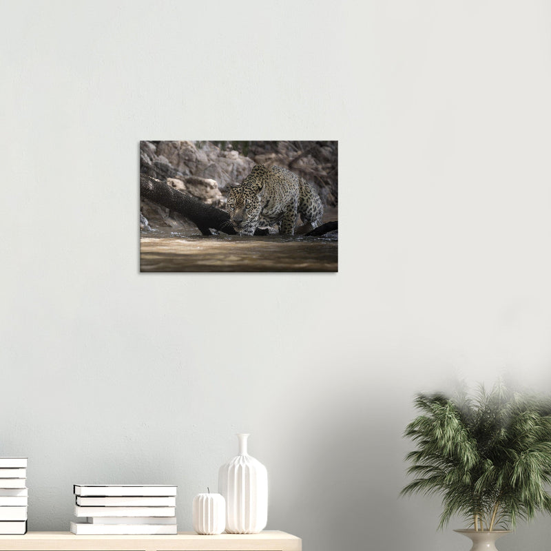 Mockup: Jaguar lauert im Wasser. 