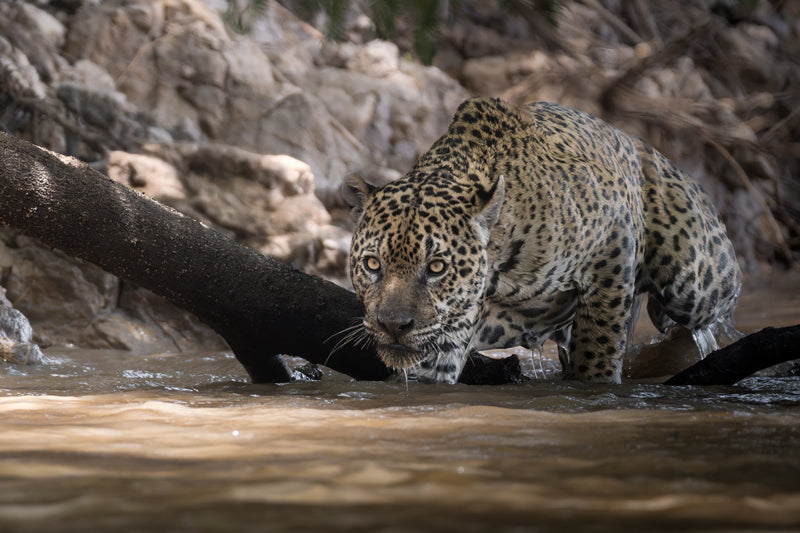 Jaguar lauert im Wasser. 