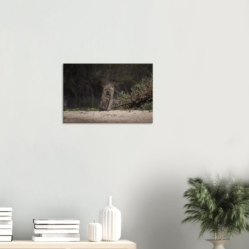 Mockup: Jaguar läuft frontal aus dichter Vegetation auf eine helle Sandbank, konzentrierter Blick, natürliche Lichtstimmung.