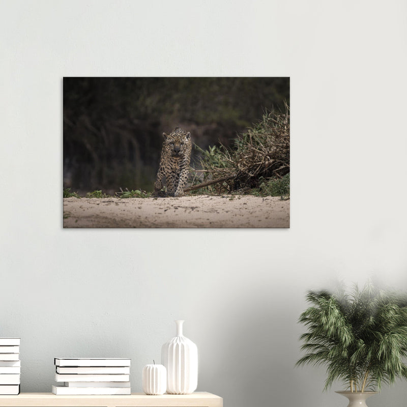Mockup: Jaguar läuft frontal aus dichter Vegetation auf eine helle Sandbank, konzentrierter Blick, natürliche Lichtstimmung.