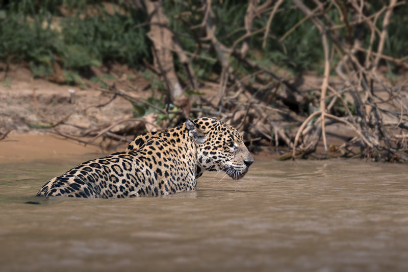 Jaguar watet seitlich durch einen Fluss, Kopf aufmerksam erhoben, natürliche Ufervegetation im Hintergrund.