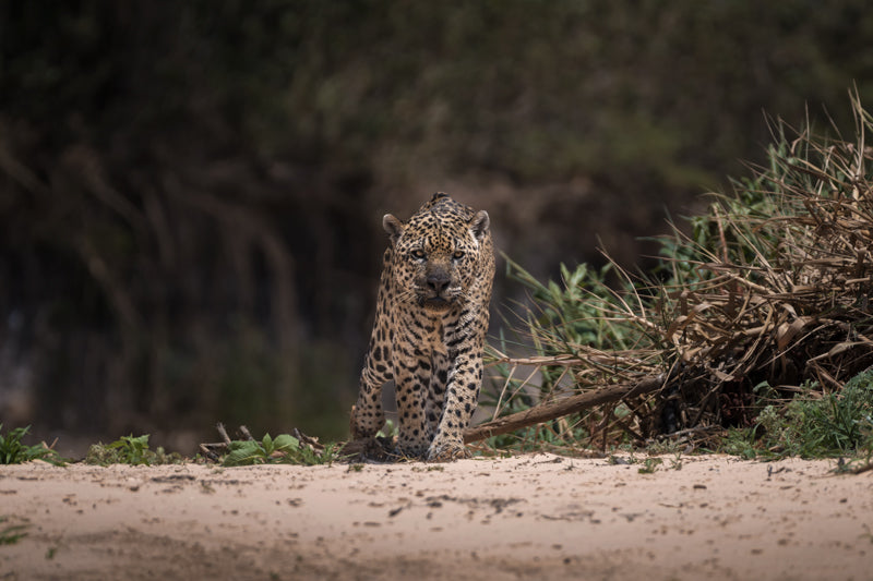 Ein Jaguar mit goldgelb-schwarzem Fellmuster läuft frontal auf die Kamera zu. Er befindet sich auf einer sandigen Fläche am Flussufer, umgeben von grüner Vegetation und Treibholz. Der Hintergrund ist dunkel und unscharf, sodass das Tier im Vordergrund deutlich hervortritt.
