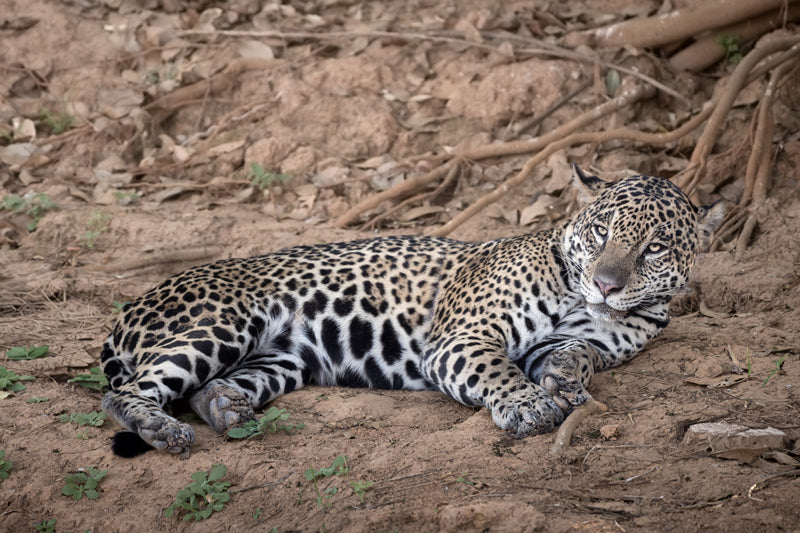 Jaguar liegend am sandigen Flussufer, deutliche Rosettenzeichnung, weiches Seitenlicht und ruhige natürliche Umgebung.