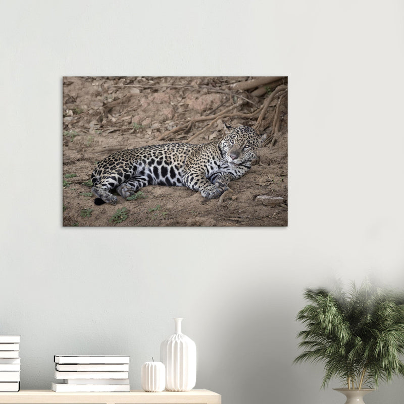 Mockup: Jaguar liegend am sandigen Flussufer, deutliche Rosettenzeichnung, weiches Seitenlicht und ruhige natürliche Umgebung.