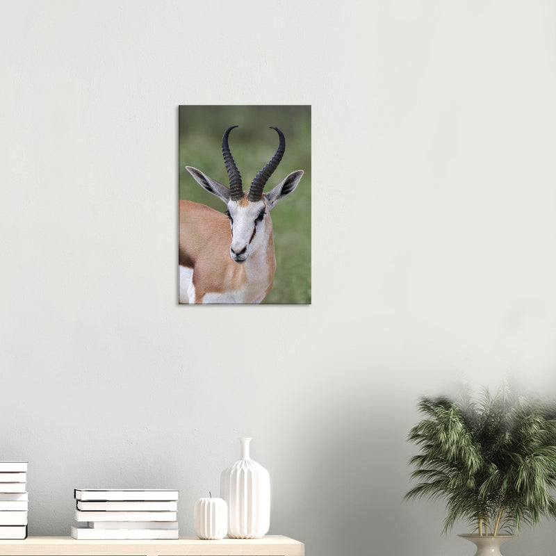 Exklusive Wildtierfotografie eines Kalahari-Springbocks von BruggerPhotography. Detailreiches Porträt mit Fokus auf den wachsamen Blick und die markanten Hörner, erhältlich als Fine-Art Print, Leinwand oder Alu-Dibond.