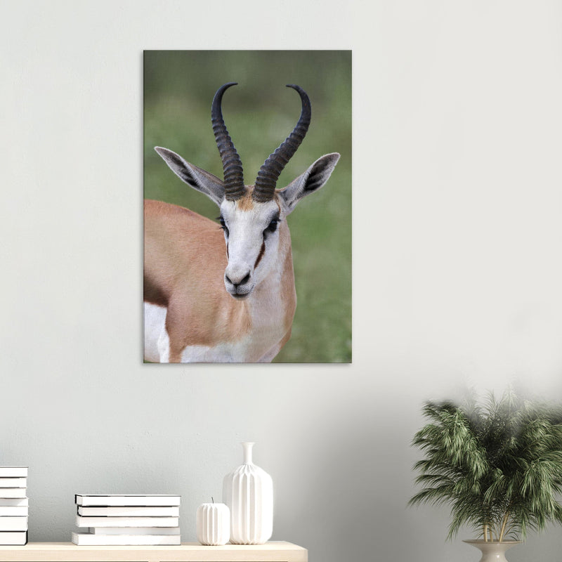 Exklusive Wildtierfotografie eines Kalahari-Springbocks von BruggerPhotography. Detailreiches Porträt mit Fokus auf den wachsamen Blick und die markanten Hörner, erhältlich als Fine-Art Print, Leinwand oder Alu-Dibond.