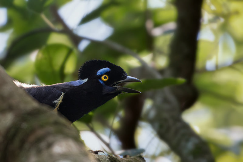 Kappenblauhäher vor verschwommenem grünen Blätterhintergrund, mit leuchtend gelbem Auge, blauem Gesichtsbereich und offenem Schnabel im natürlichen Waldlicht.
