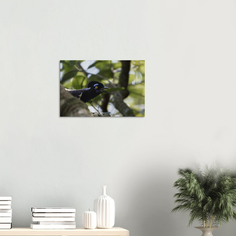 Mockup: Kappenblauhäher vor verschwommenem grünen Blätterhintergrund, mit leuchtend gelbem Auge, blauem Gesichtsbereich und offenem Schnabel im natürlichen Waldlicht.