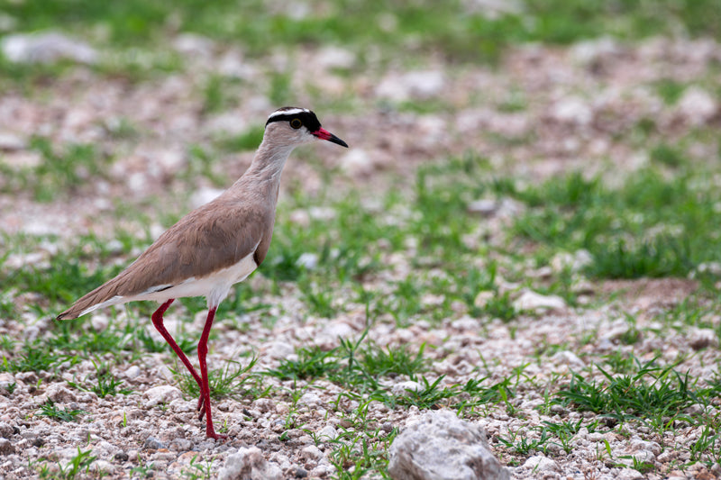 Detailreiche Vogelfotografie eines Kronenkiebitzes von BruggerPhotography. Aufnahme in der Steppe, die den eleganten Gang betont, erhältlich als Fine-Art Print oder Leinwand.