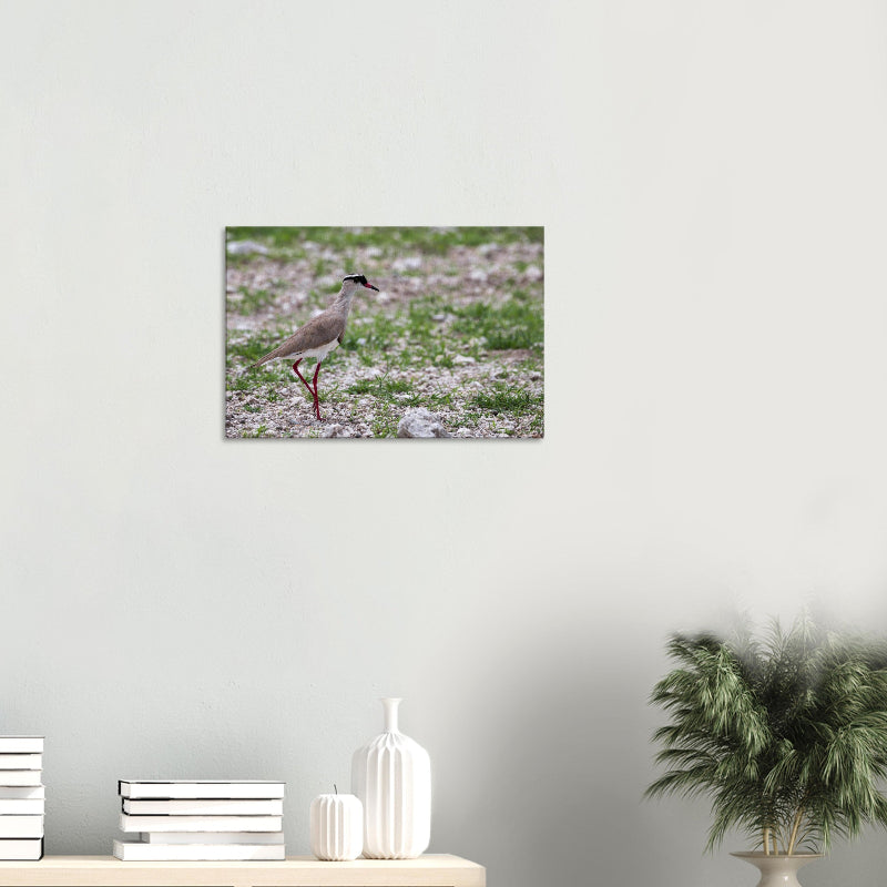 Detailreiche Vogelfotografie eines Kronenkiebitzes von BruggerPhotography. Aufnahme in der Steppe, die den eleganten Gang betont, erhältlich als Fine-Art Print oder Leinwand.
