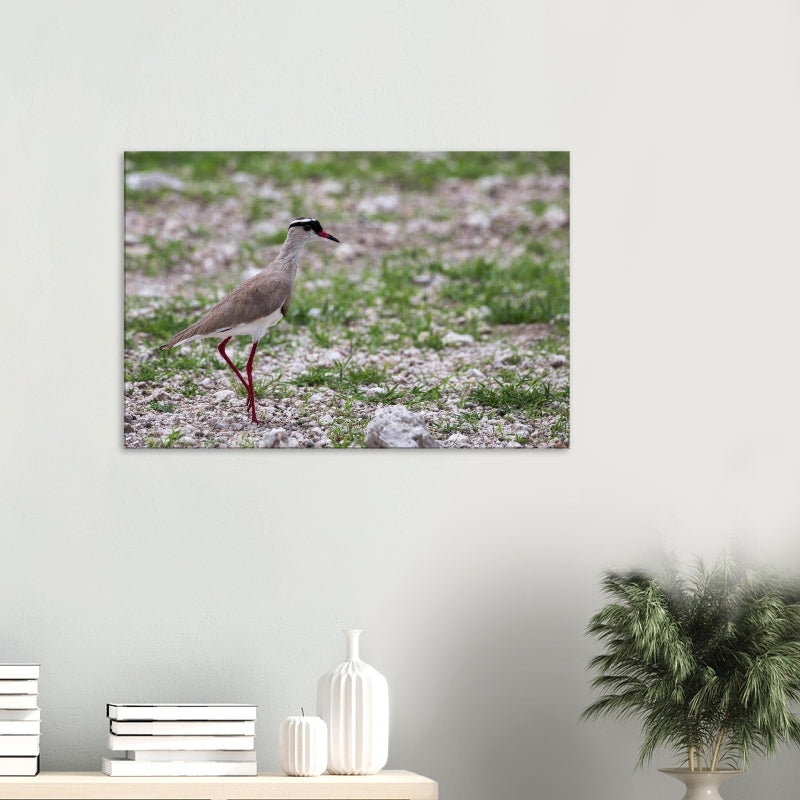 Detailreiche Vogelfotografie eines Kronenkiebitzes von BruggerPhotography. Aufnahme in der Steppe, die den eleganten Gang betont, erhältlich als Fine-Art Print oder Leinwand.